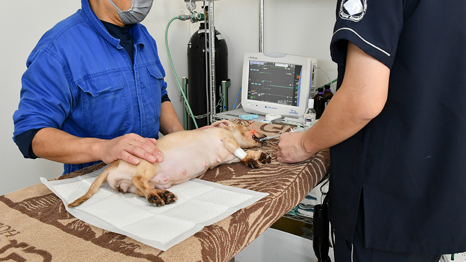 犬の産科診療に特化した動物病院です